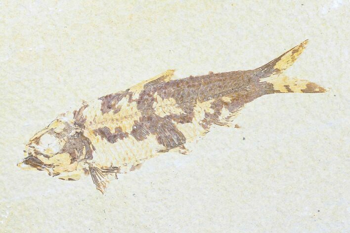 Detailed Fossil Fish (Knightia) - Wyoming #176391